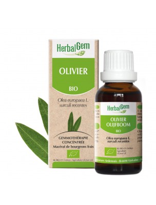 Image de Olivier bourgeon Bio 30 ml - Circulation et Mémoire - Herbalgem via Mentagin et Ginkgo - Mémoire et Performances Be-Life