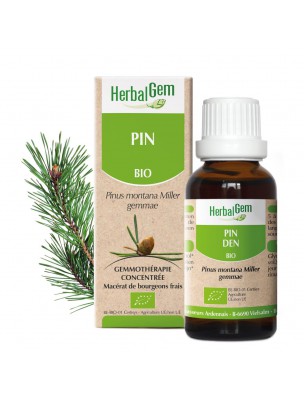 Image de Pin des montagnes bourgeon Bio - Reminéralisant 30 ml - Herbalgem depuis Jus d'herbe de blé Bio - Minéralisation osseuse 120g - SFB