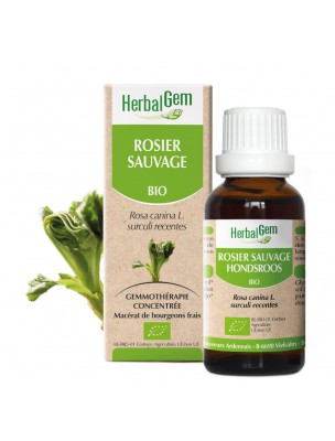 Image de Rosier sauvage bourgeon Bio - Défenses immunitaires de l'enfant - 30 ml Herbalgem depuis Achetez les produits Herbalgem à l'herboristerie Louis (3)