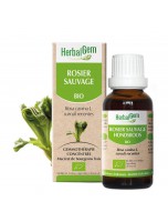 Image de Rosier sauvage bourgeon Bio - Défenses immunitaires de l'enfant - 30 ml Herbalgem depuis Découvrez nos bourgeons unitaires naturels pour un bien-être complet (6)