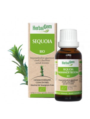 Séquoia bourgeon Bio - Tonique de l'organisme 15 ml - Herbalgem