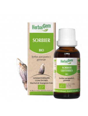 Image de Sorbier bourgeon Bio - Circulation et acouphènes 30 ml - Herbalgem depuis Petite Pervenche Bio - Teinture-mère Vinca minor 50 ml