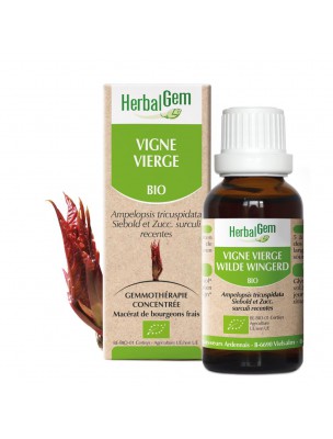 Image de Vigne vierge bourgeon Bio - Articulations et tendons 30 ml - Herbalgem depuis Commandez les produits Herbalgem à l'herboristerie Louis