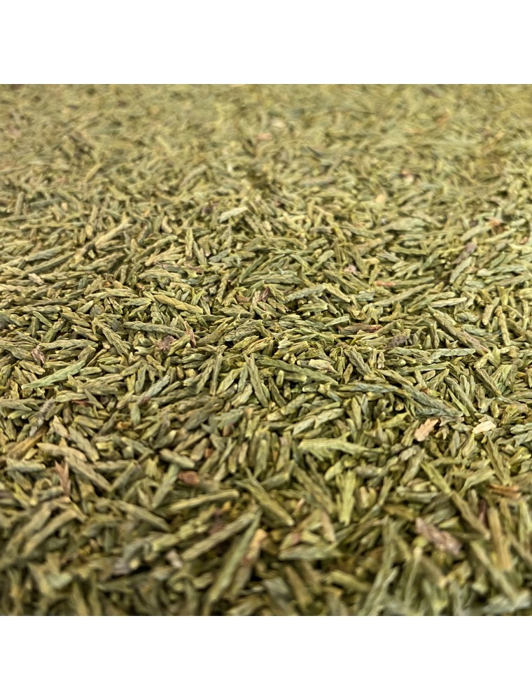 Image principale de la modale pour Cyprès - Rameau coupé 100g - Tisane de Cupressus sempervirens