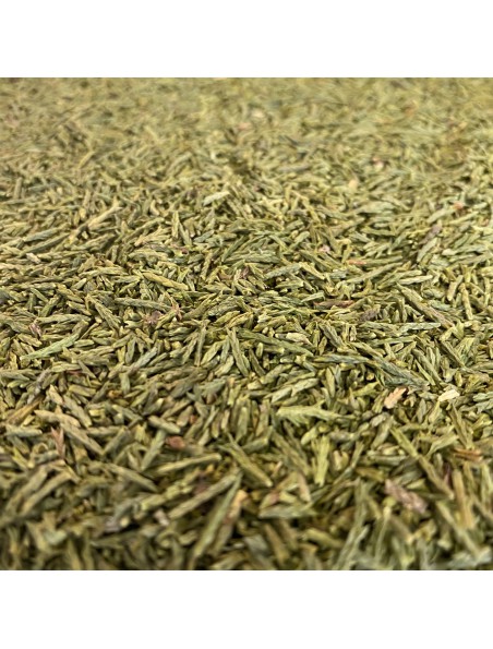 Image principale de Cyprès - Rameau coupé 100g - Tisane de Cupressus sempervirens