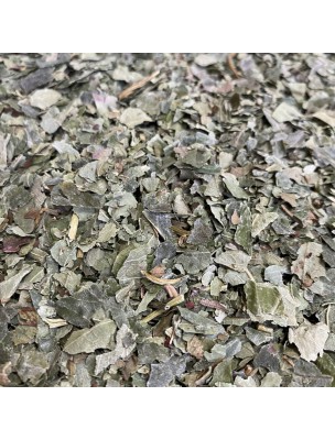 Image de Fraisier Bio - Feuilles coupées 100 g - Tisane Fragaria vesca depuis ▷▷ Tisanes de plantes commençant par la lettre F