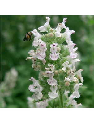 Image 62206 supplémentaire pour Cataire Bio - Partie aérienne coupée 100 g - Tisane de Nepeta cataria