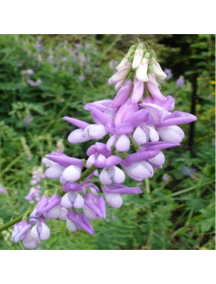 Image 62337 supplémentaire pour Galega - Partie aérienne 100g - Tisane Galega officinalis L.