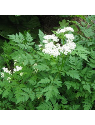 Image 62434 supplémentaire pour Cerfeuil cultivé Bio - Teinture-mère 50 ml - Herbiolys