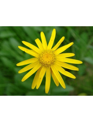 Image 6260 supplémentaire pour Arnica Bio - Fleurs 50g - Tisane de Arnica montana L.