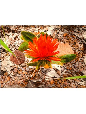 https://www.louis-herboristerie.com/6296-home_default/gomphrena-sommeil-et-cheveux-130-gelules-guayapi.jpg