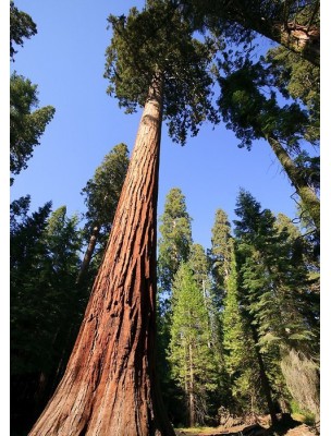 https://www.louis-herboristerie.com/6301-home_default/sequoia-bourgeon-bio-tonique-de-l-organisme-15-ml-herbalgem.jpg