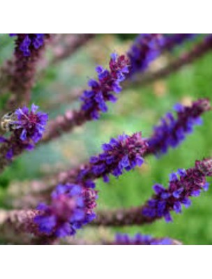 Image 63235 supplémentaire pour Sauge à feuilles de lavande Bio - Huiles essentielles de Salvia lavandulifolia 10 ml - Pranarôm