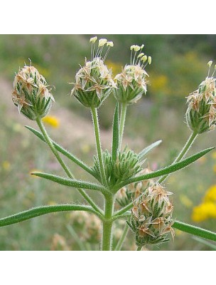 Image 64780 supplémentaire pour Psyllium blond (Ispaghul) Bio - Tégument coupé 300g - Tisane de Plantago ovata