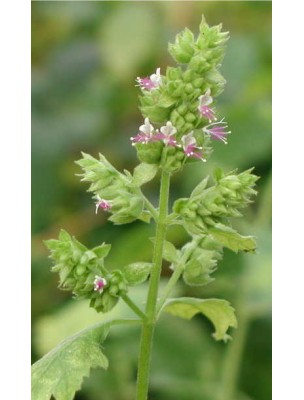 https://www.louis-herboristerie.com/6560-home_default/patchouli-geranium-encens-vegetal-30-batonnets-les-encens-du-monde.jpg