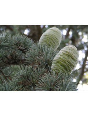 Buy Atlas Cedar - Plant Incense 30 sticks - Les Encens du