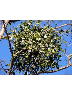 https://www.louis-herboristerie.com/6727-home_default/mistletoe-bud-bio-circulation-and-hypertension-30-ml-herbalgem.jpg