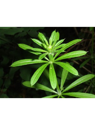 Image 6743 supplémentaire pour Gaillet gratteron Bio - Foie et Goutte Teinture-mère Galium aparine 50 ml - Herbiolys