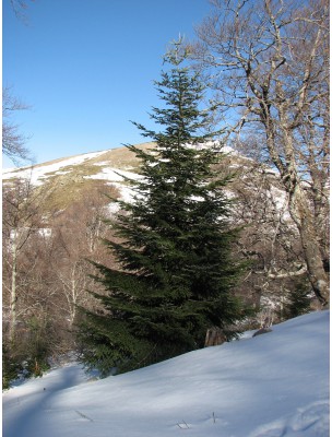 https://www.louis-herboristerie.com/6791-home_default/bain-revitalisant-au-sapin-forme-et-equilibre-200-ml-weleda.jpg