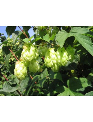 Image 6816 supplémentaire pour Houblon Bio - Le cône 50g -Tisane d'Humulus lupulus