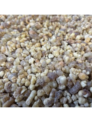 Image de Encens Tibétain - Résine d'Encens Aromatique 100 g depuis Oliban - Résine d'Encens Aromatique 100 g - Louis-Herboristerie