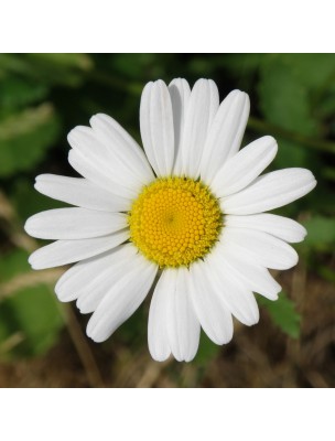 Image 69298 supplémentaire pour Camomille allemande (Matricaire) Bio - Capitule Floral en Poudre 100 g - Tisane de Matricaria chamomilla