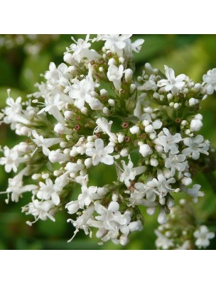 Image 69303 supplémentaire pour Valériane - Racine en Poudre 100g - Tisane de Valeriana officinalis L.