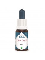 Image de Genêt Bio - Persévérance et Motivation Elixir floral 15 ml - Deva depuis Elixirs floraux unitaires de Deva - Remèdes naturels pour vos émotions (2)