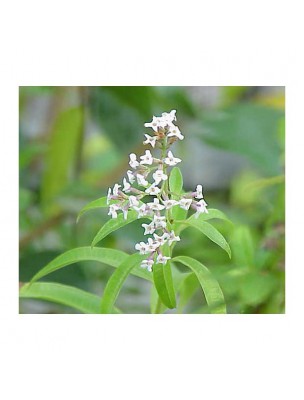 Image 70558 supplémentaire pour Verveine citronnée (odorante) Bio - Feuilles entières 50g - Tisane Aloysia citriodora Palau