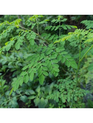 Image 70566 supplémentaire pour Moringa Bio - Feuilles Coupées 100g - Tisane de Moringa oleifera