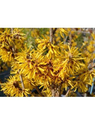 Image 7101 supplémentaire pour Hamamélis Bio - Circulation Teinture-mère Hamamelis virginiana 50 ml - Biover