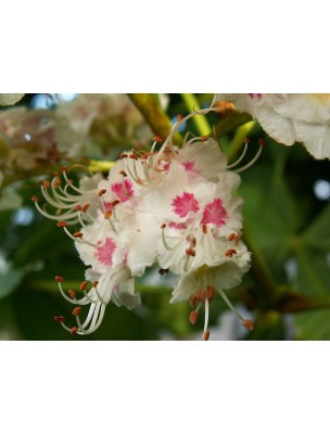 https://www.louis-herboristerie.com/7134-home_default/white-chestnut-marronnier-blanc-n-35-ruminations-mentales-20ml-fleurs-de-bach-original.jpg
