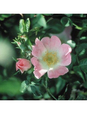 https://www.louis-herboristerie.com/7139-home_default/wild-rose-eglantier-n-37-resignation-20ml-fleurs-de-bach-original.jpg