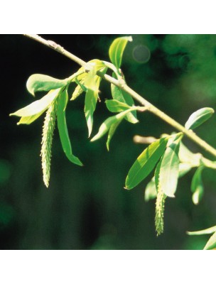 https://www.louis-herboristerie.com/7141-home_default/willow-20-ml-saule-n-38-fleurs-de-bach-original.jpg