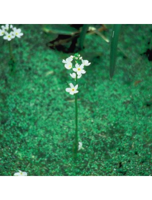 https://www.louis-herboristerie.com/7143-home_default/water-violet-violette-d-eau-20-ml-n34-fleurs-de-bach-original.jpg