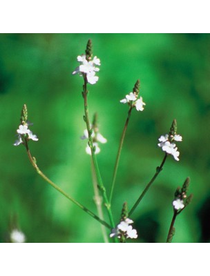 https://www.louis-herboristerie.com/7149-home_default/vervain-verveine-20-ml-n31-fleurs-de-bach-original.jpg