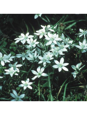 https://www.louis-herboristerie.com/7153-home_default/star-of-bethlehem-etoile-de-bethlehem-n29-chagrin-et-deuil-20ml-fleurs-de-bach-original.jpg