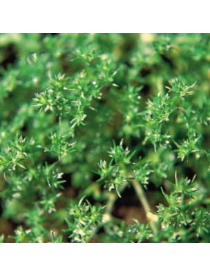 https://www.louis-herboristerie.com/7158-home_default/scleranthus-alne-20-ml-n-28-fleurs-de-bach-original.jpg