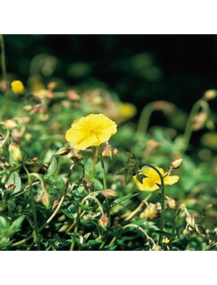 https://www.louis-herboristerie.com/7162-home_default/rock-rose-helianthme-20-ml-n26-fleurs-de-bach-original.jpg