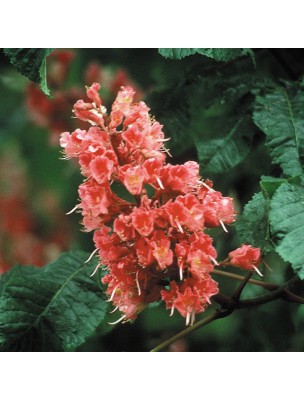 https://www.louis-herboristerie.com/7187-home_default/red-chesnut-chtaigne-rouge-20-ml-n25-fleurs-de-bach-original.jpg