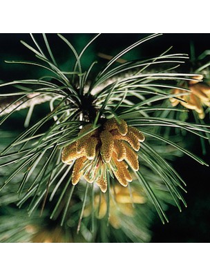 https://www.louis-herboristerie.com/7190-home_default/pine-pine-20-ml-n-24-fleurs-de-bach-original.jpg