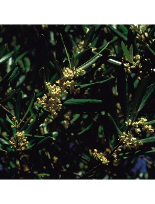 https://www.louis-herboristerie.com/7192-home_default/olive-olivier-20-ml-n-23-fleurs-de-bach-original.jpg