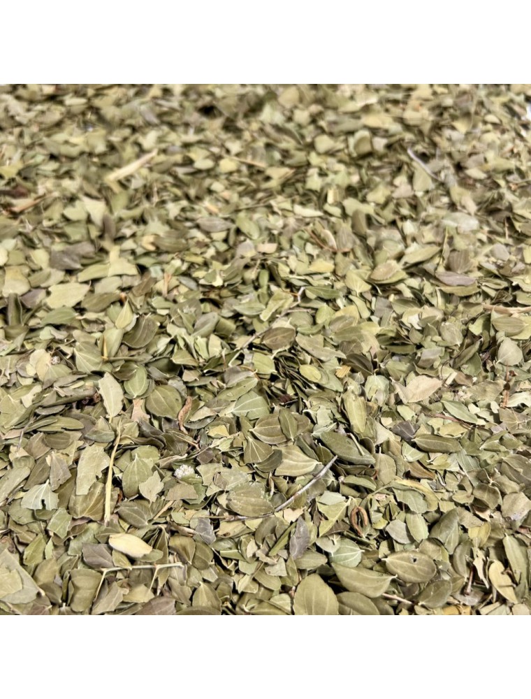 Image principale de la modale pour Jujubier (SIDR) - Feuille coupée 100g - Tisane de Ziziphus ziziphus
