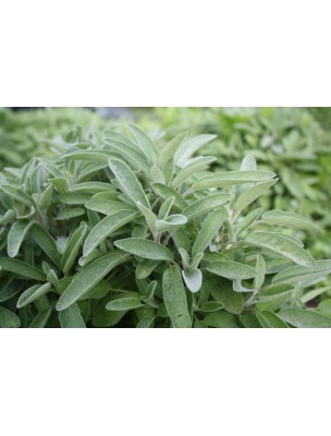 Image 7205 supplémentaire pour Sauge Bio - Transpiration Teinture-mère Salvia officinalis 50 ml - Biover