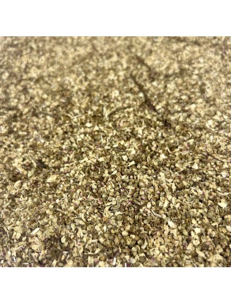 Achetez Reine des prés - Fleurs 100g - Tisane de Spiraea ulmaria L. à l'herboristerie Louis Image principale de Reine des prés - Fleurs 100g - Tisane de Spiraea ulmaria L.