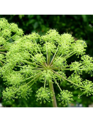 Image 72350 supplémentaire pour Angélique Bio - Feuille coupée 100g - Tisane d'Angelica archangelica L.
