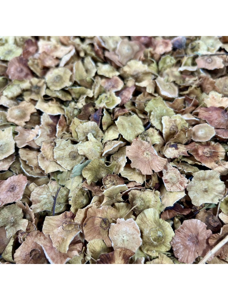 Image principale de la modale pour Paliure - Fruit 100g - Tisane de Paliurus aculeatus