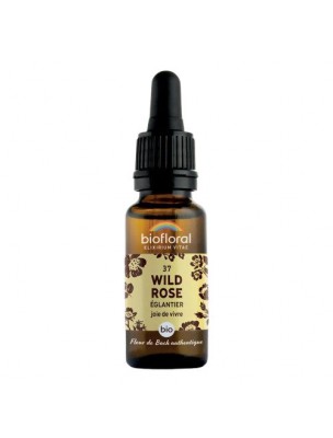 Image de Wild Rose n°37 - Vitalité et Joie de Vivre Bio aux Fleurs de Bach 20 ml - Biofloral depuis Achetez les produits Biofloral à l'herboristerie Louis (2)