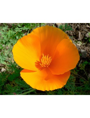 Buy Eschscholtzia California poppy organic mother tincture