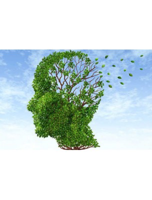 https://www.louis-herboristerie.com/7530-home_default/memogem-gc10-bio-memoire-et-concentration-15-ml-herbalgem.jpg